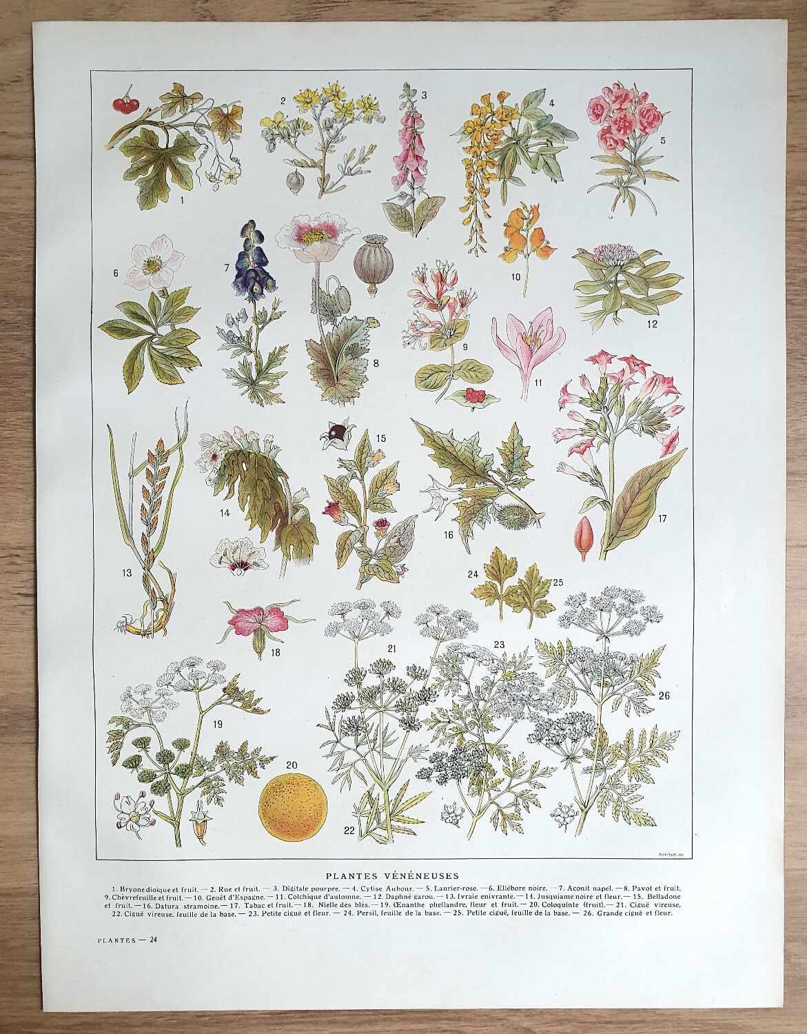 Botanical board 20s Poisonous