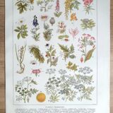 Botanical board 20s Poisonous
