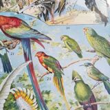 Lithograph on birds from 1928 "falcon"