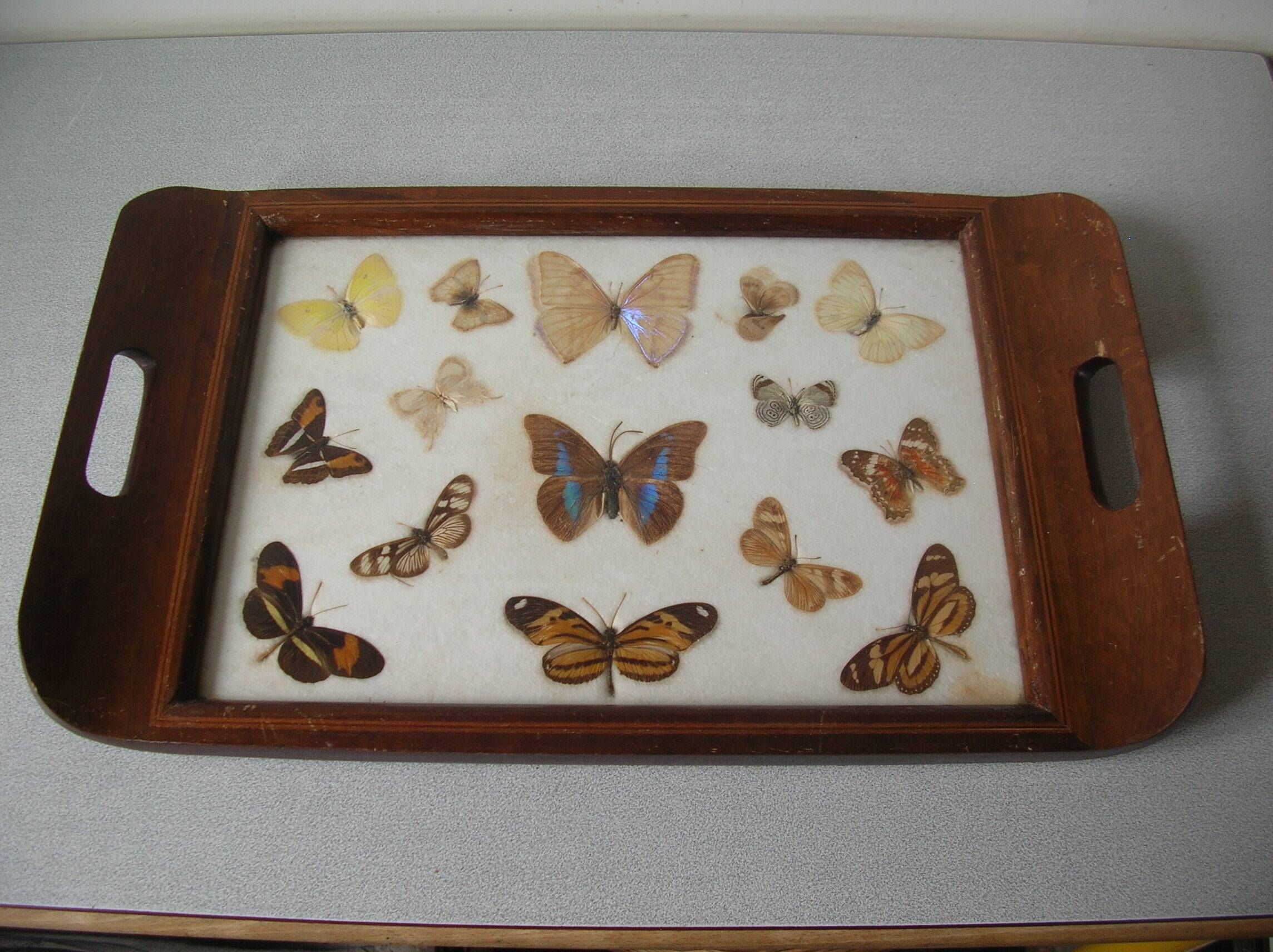 Old wooden serving tray with marquetry and real butterflies from Brazil