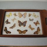 Old wooden serving tray with marquetry and real butterflies from Brazil