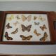 Old wooden serving tray with marquetry and real butterflies from Brazil