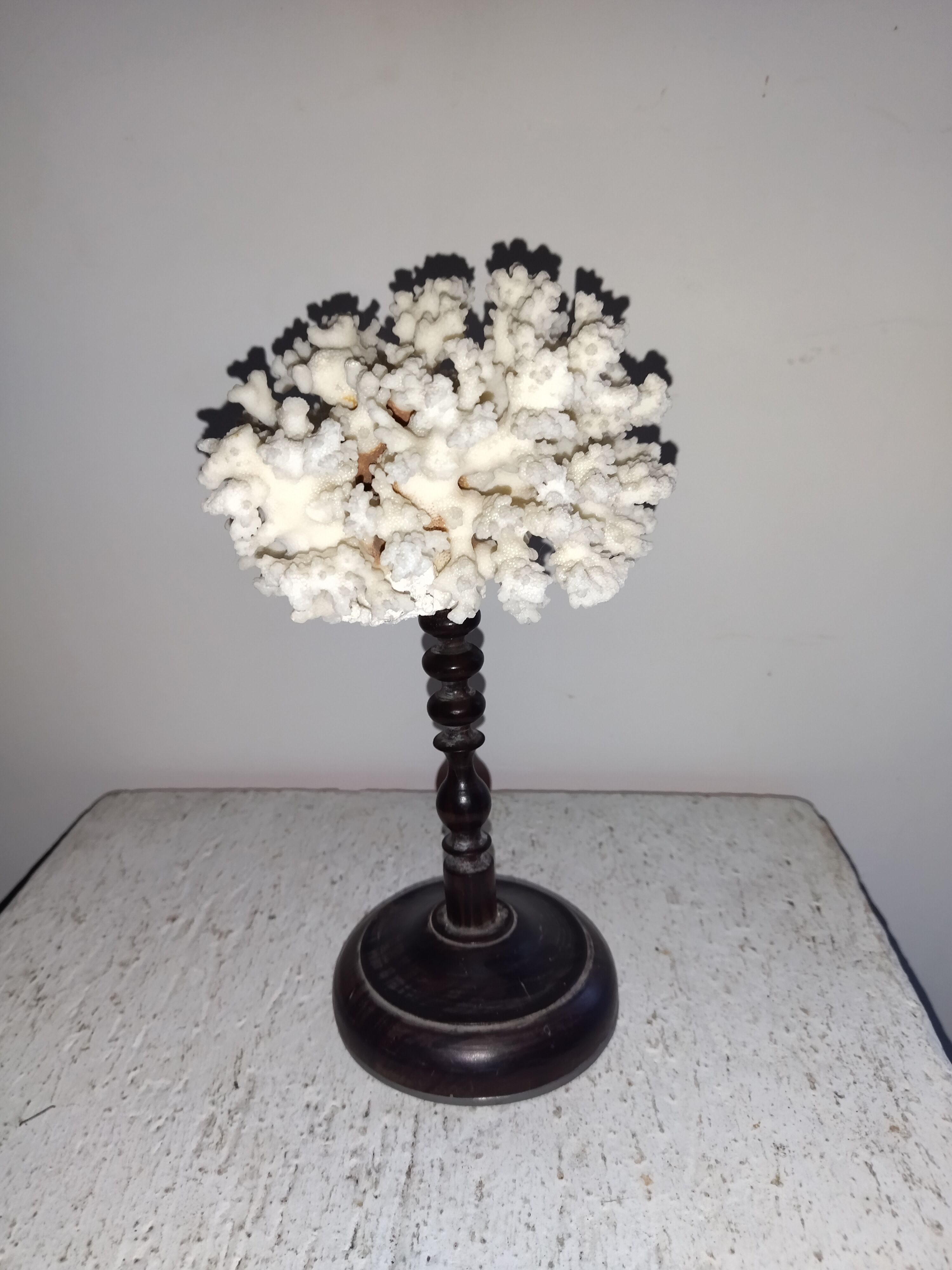 Ancient coral dated 1922 wood turned cabinet of curiosities