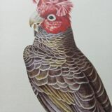 Affiche zoologique représentant un cacatoès huppé
