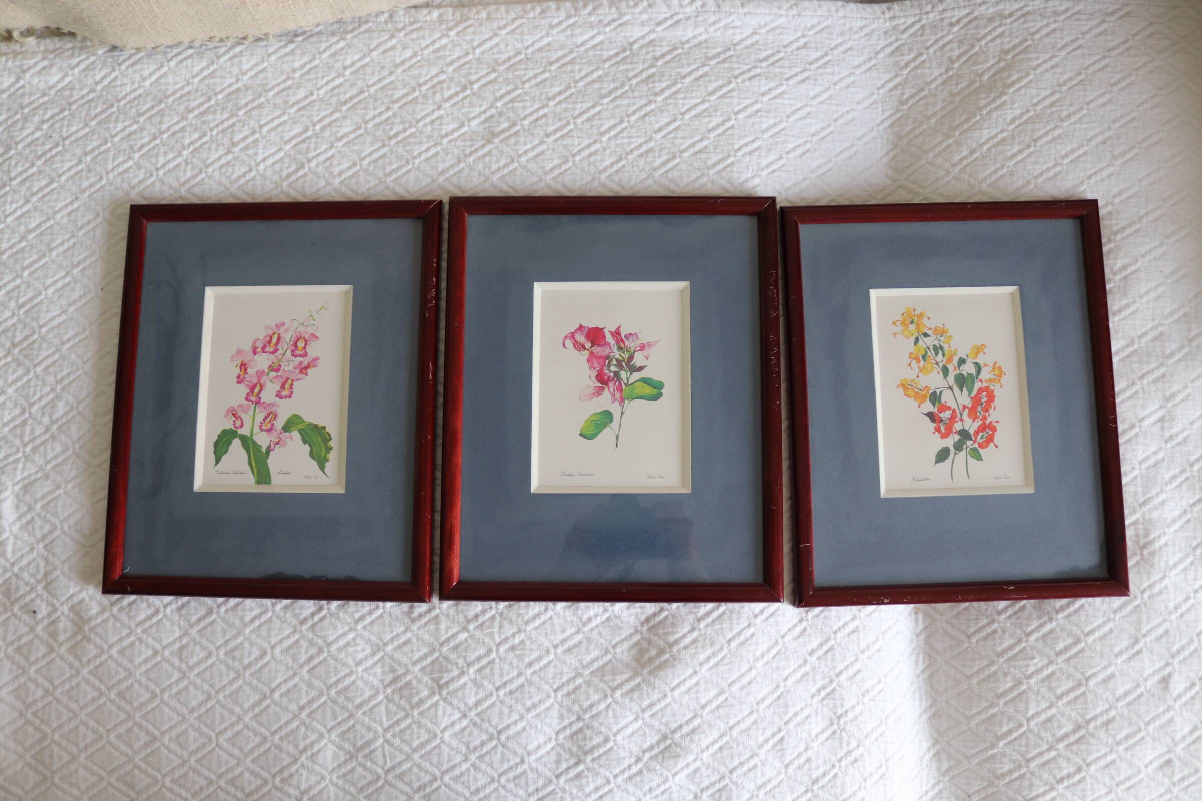 3 botanical illustrations flowers Claude vinçon