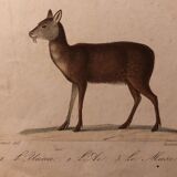 Lithographie fin 19e animaux aquarellés