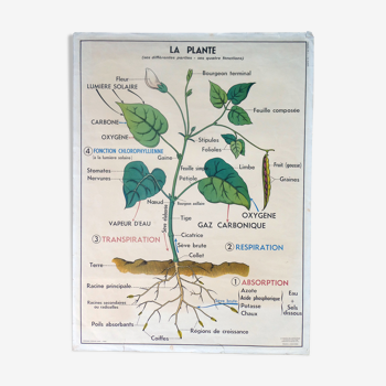 Ancienne affiche scolaire MDI, La plante & la germination