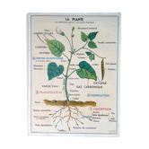 Old MDI school poster, The plant & germination