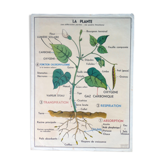 Ancienne affiche scolaire MDI, La plante & la germination