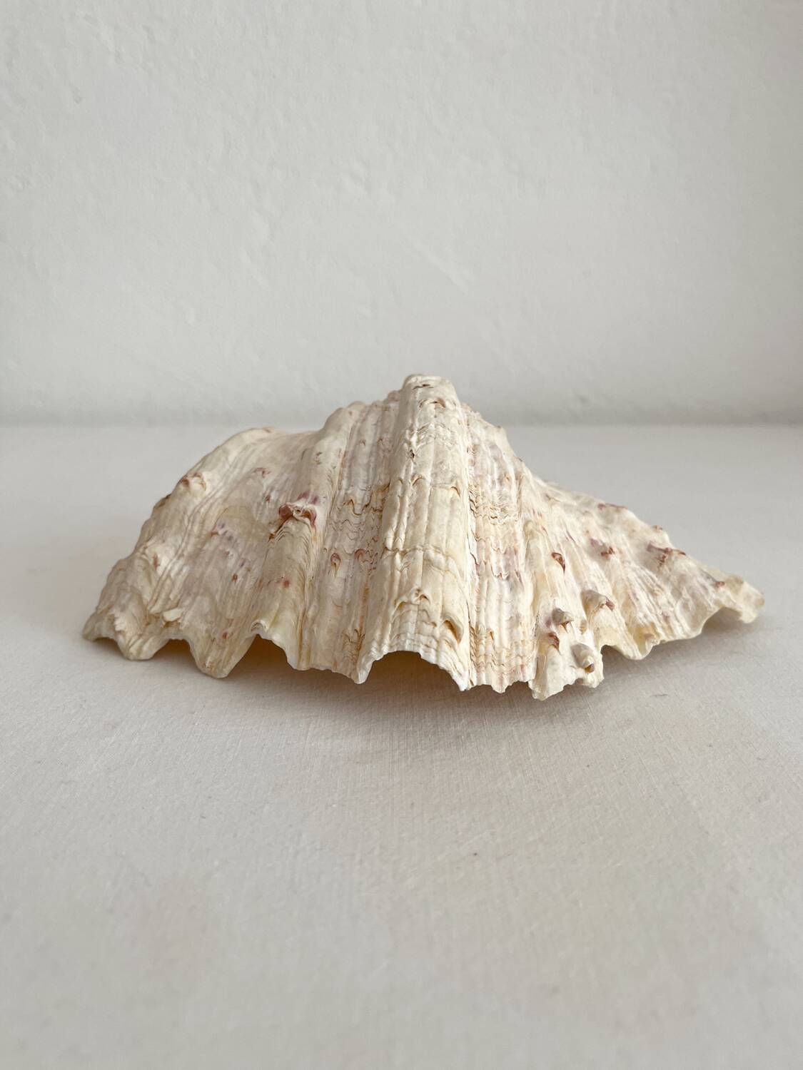 Old holy water stoup shell cabinet of curiosities
