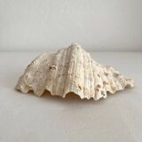 Old holy water stoup shell cabinet of curiosities