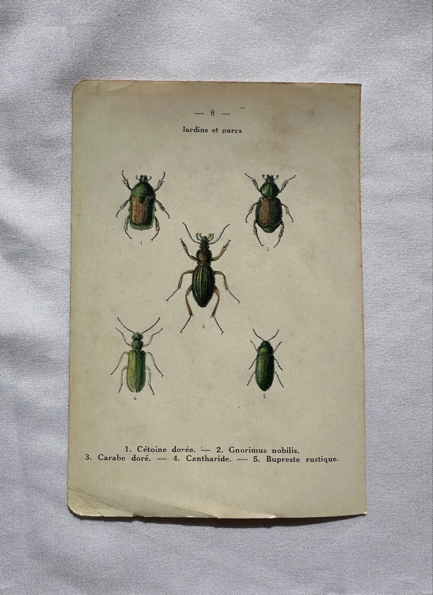 Affiche botanique gravure papillon naturaliste 19eme double face
