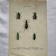 Affiche botanique gravure papillon naturaliste 19eme double face