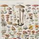 Old illustration Millot "Mushrooms"