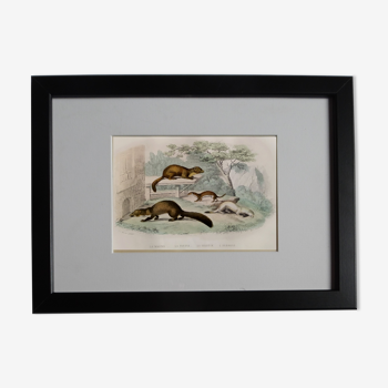 Original zoological board " Martre - Fouine - Weasel - Hermine " Buffon 1840