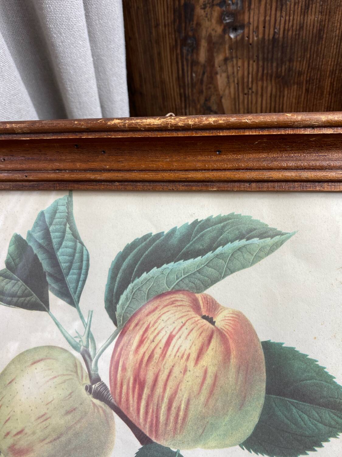 Affiche botanique Langlois encadrée