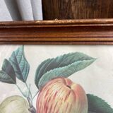 Affiche botanique Langlois encadrée