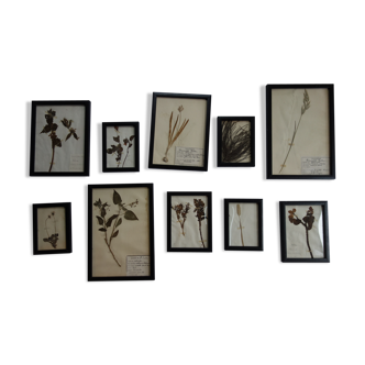 Lot de 10 herbiers anciens