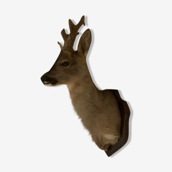 Naturalized deer head
