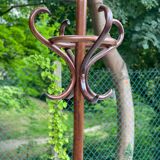 Portemanteau Perroquet en bois massif courbé,  années 50
