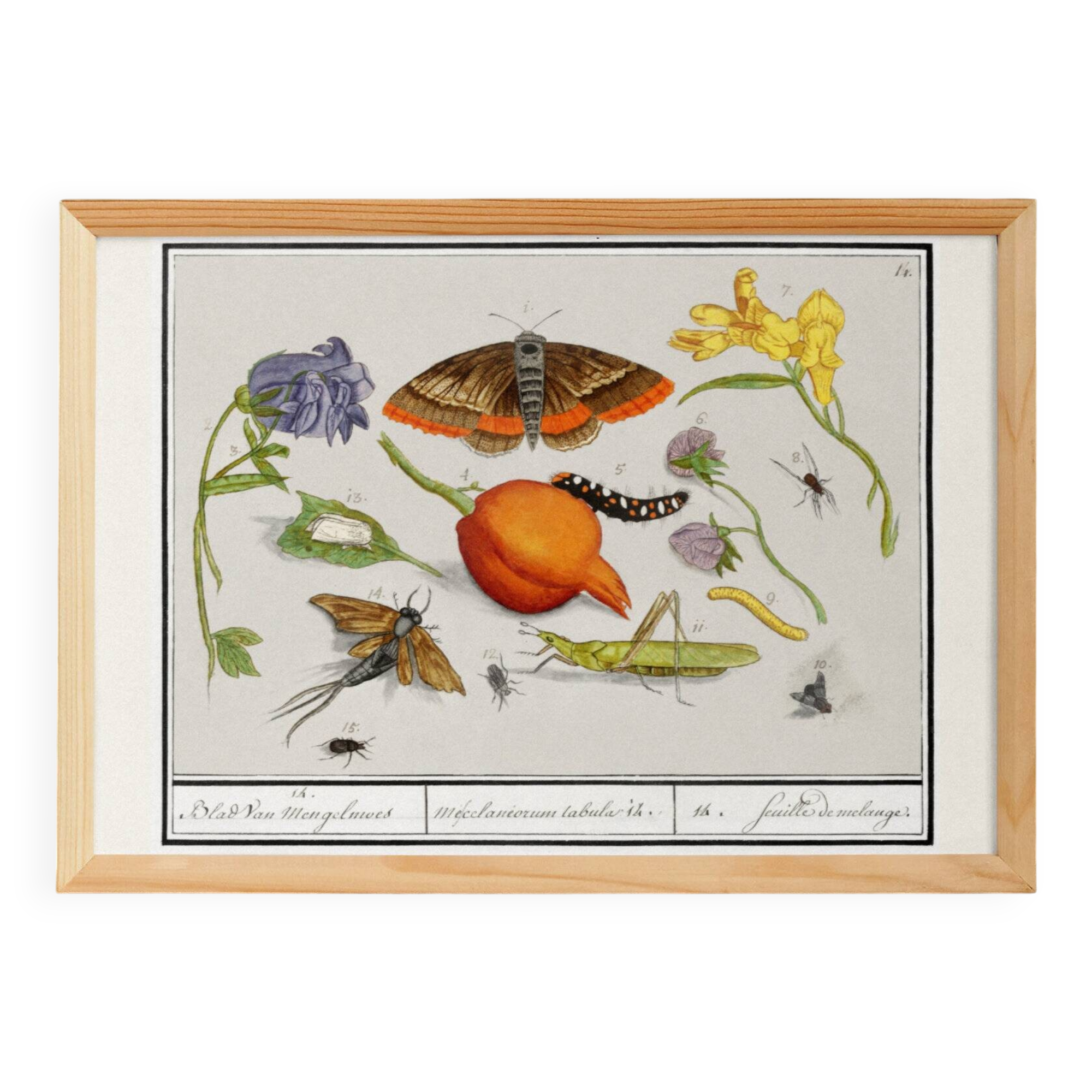Small poster on "insects and plants" (irises), based on an engraving