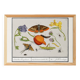 Small poster on "insects and plants" (irises), based on an engraving