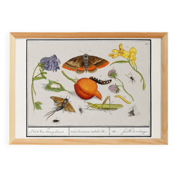 Petite affiche sur  "insectes et plantes" (iris), d'après une gravure
