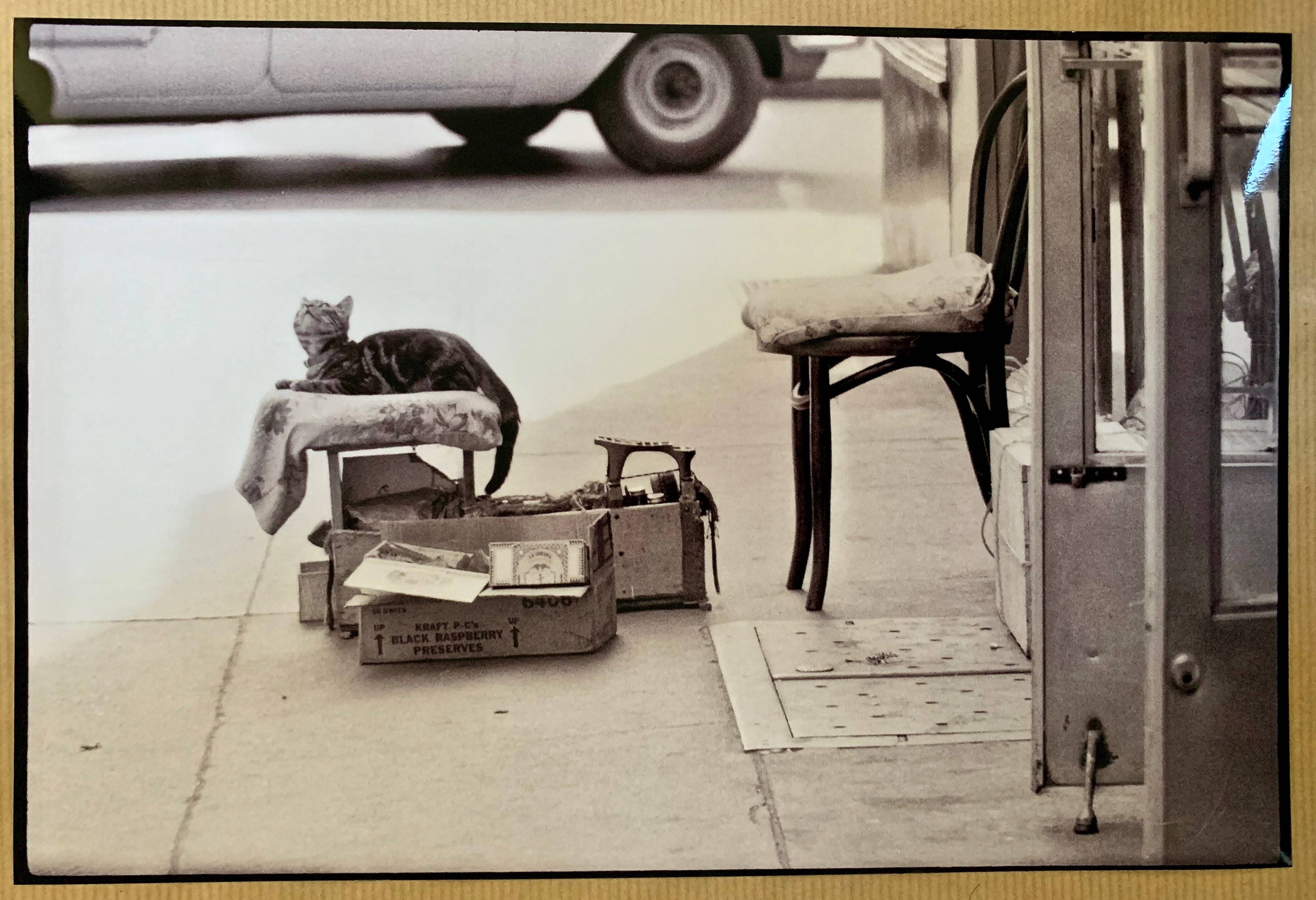 Photo of New York, Cat with rolling eyes in front of a shoe shine, 1960