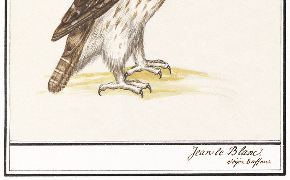 Small poster about the falcon, after an old engraving from 1610.