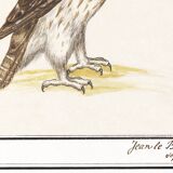 Small poster about the falcon, after an old engraving from 1610.