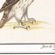 Small poster about the falcon, after an old engraving from 1610.