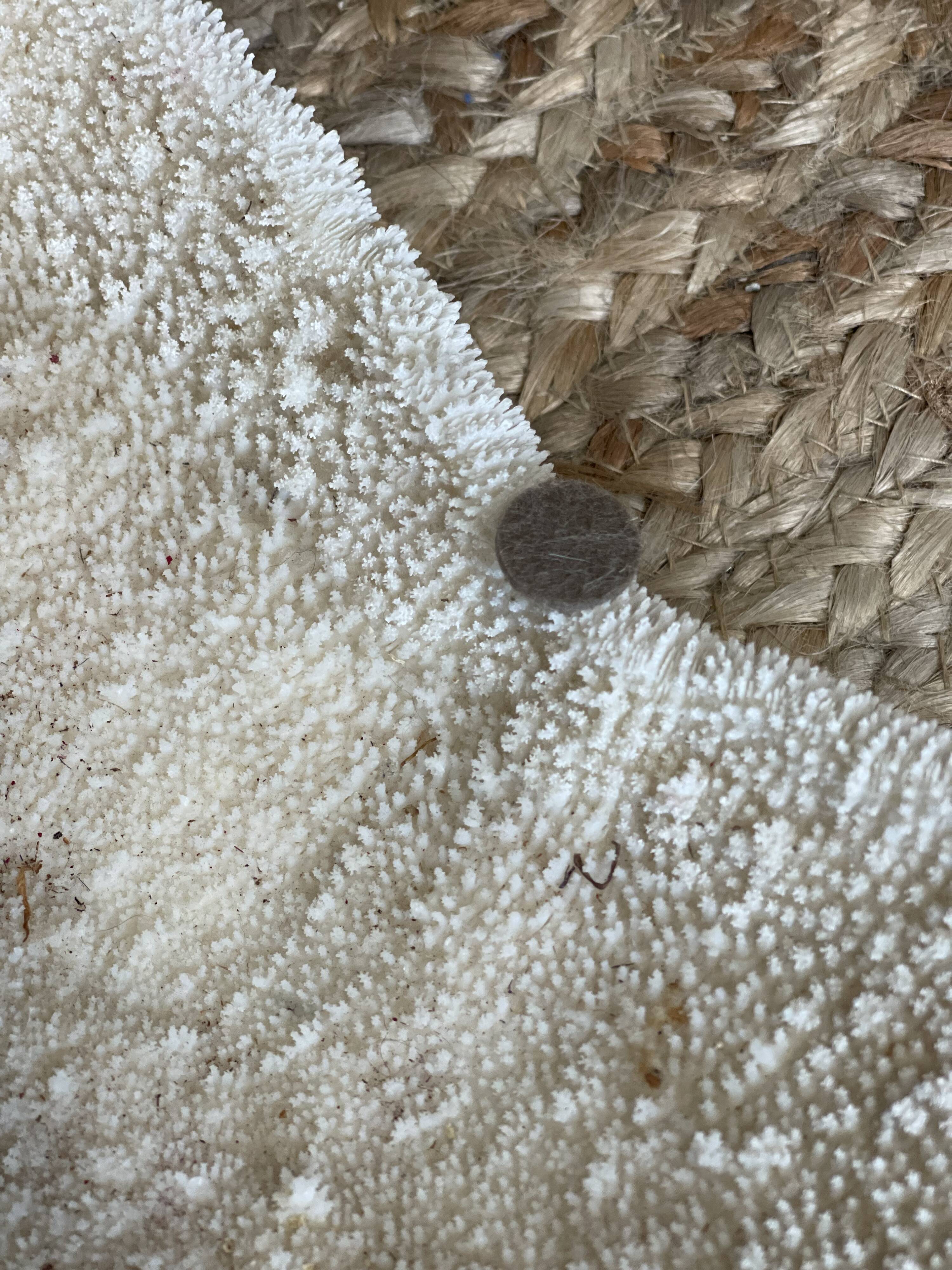 Ancient coral fungia