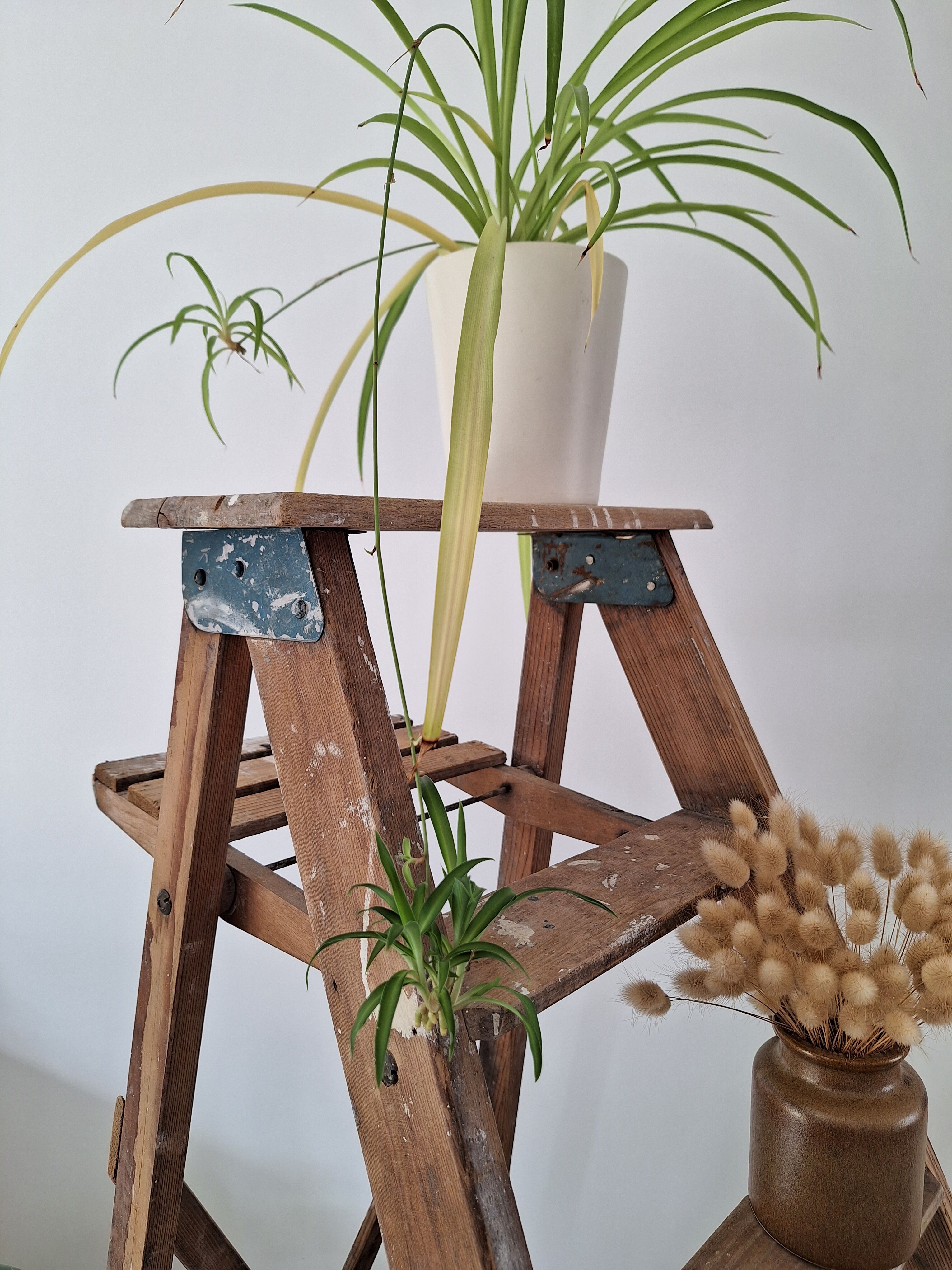 Montana painter's stepladder