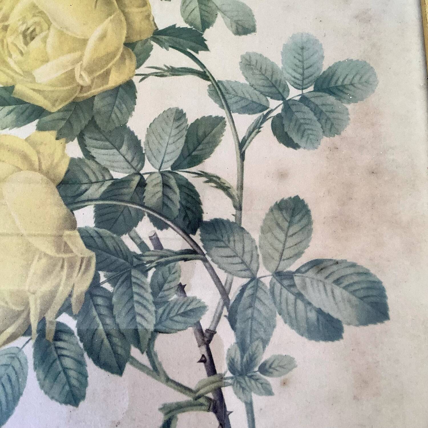 Botanical lithograph by Pierre Joseph Redouté