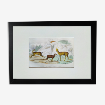 Planche Zoologique Originale " Gazelle, Chamois,... - Buffon 1938