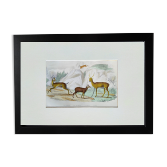 Original Zoological Plate " Gazelle, Chamois,... - Buffon 1938