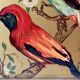 Large metal box - lithograph signed M. Beaudet - bird decoration