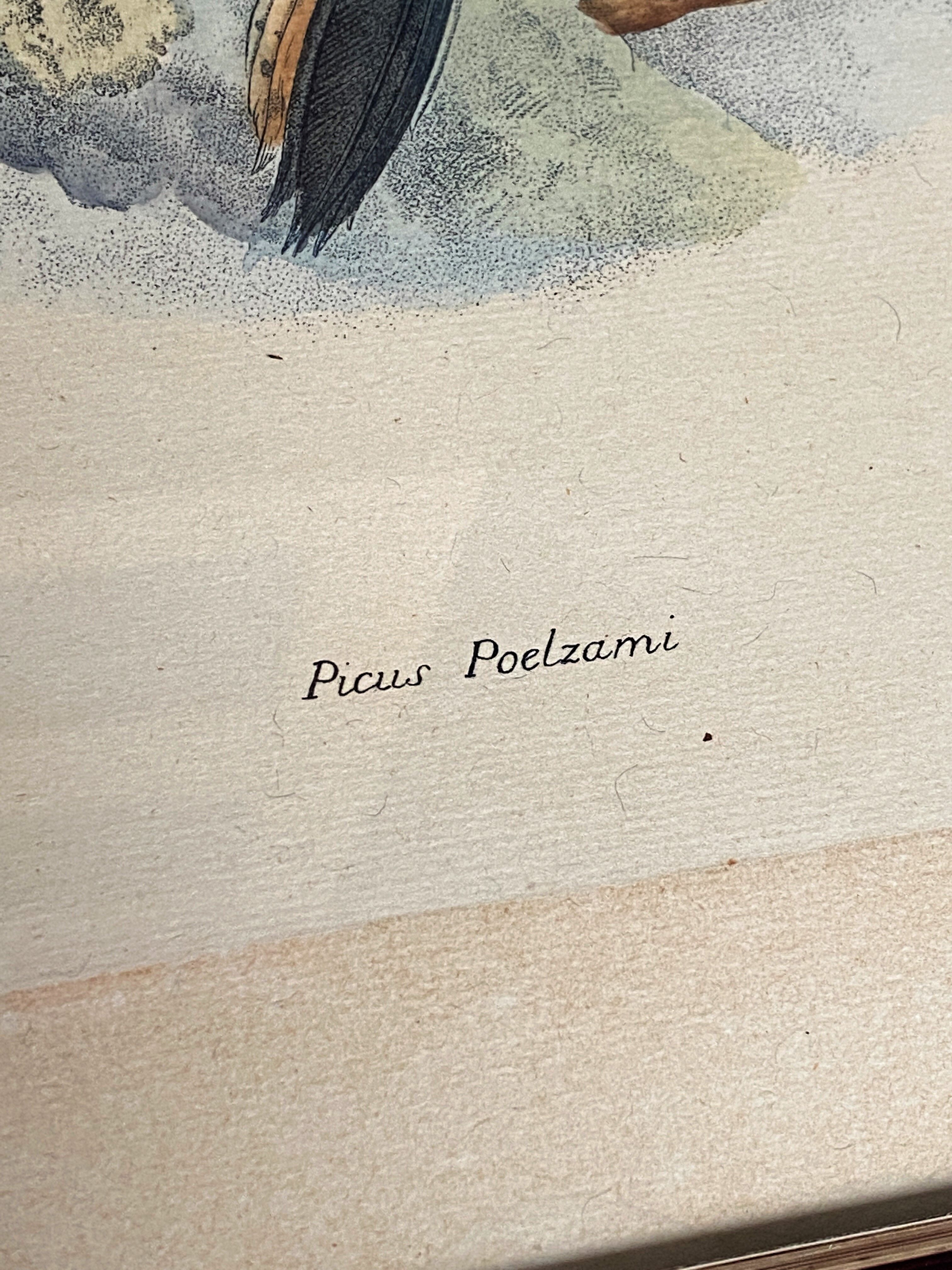 Ornithological print J.G. Keulemans "Picus Poelzami"
