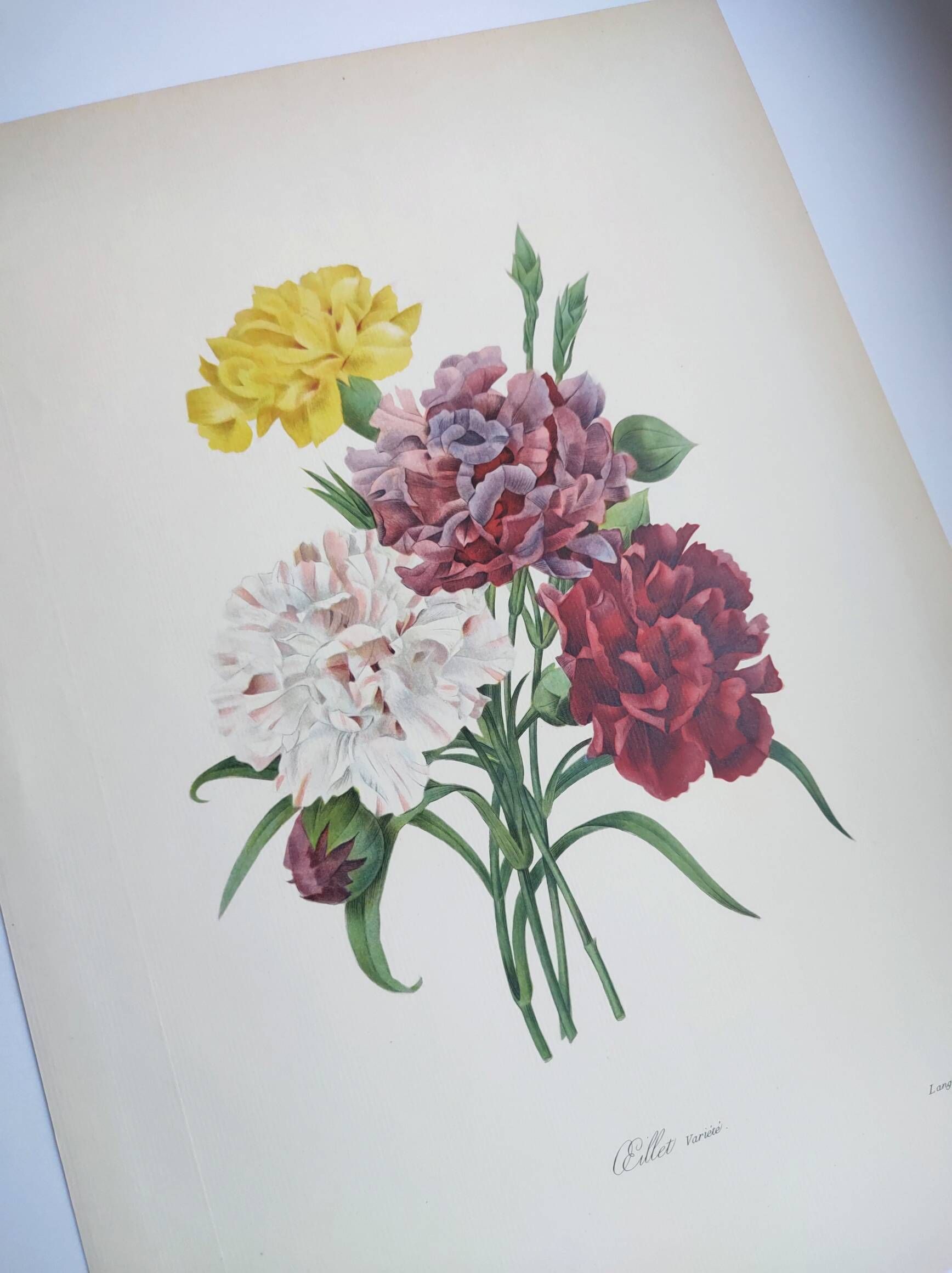 Antique botanical engravings -1955- Carnation- by PJ. Redouté. Vintage nature