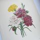 Antique botanical engravings -1955- Carnation- by PJ. Redouté. Vintage nature