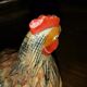 Terrine earthenware hen
