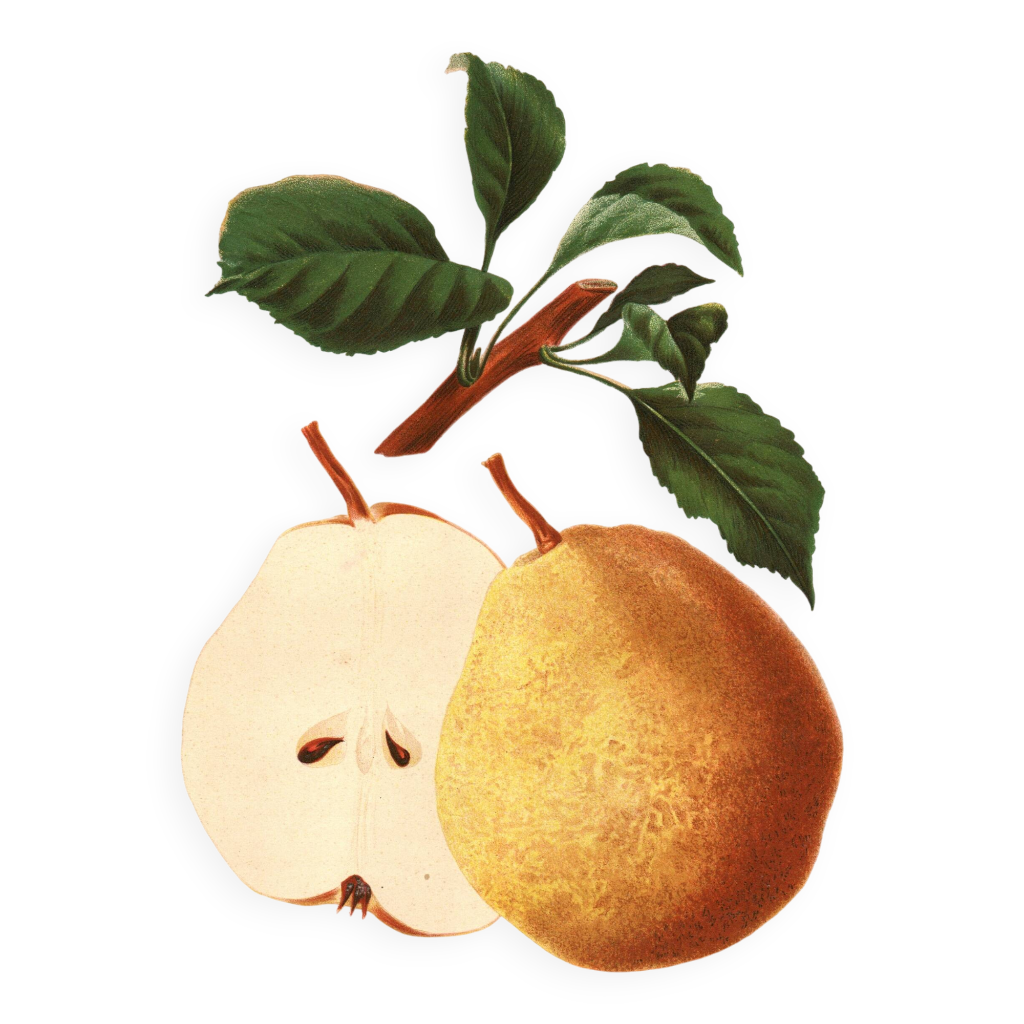Botanical engraving 1911 - Bonne de Beaupry pear - natural fruit