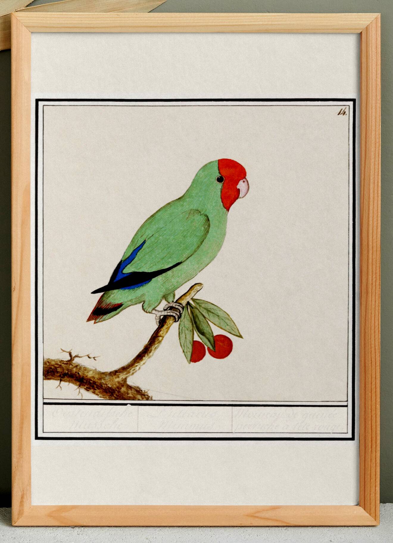 Affiche sur la "Perruche à tête rouge", d'après une gravure ancienne