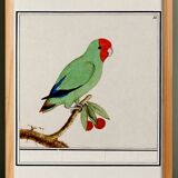 Affiche sur la "Perruche à tête rouge", d'après une gravure ancienne