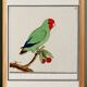 Small poster on the "Red-headed Parakeet", after an old engraving