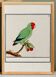 Small poster on the "Red-headed Parakeet", after an old engraving