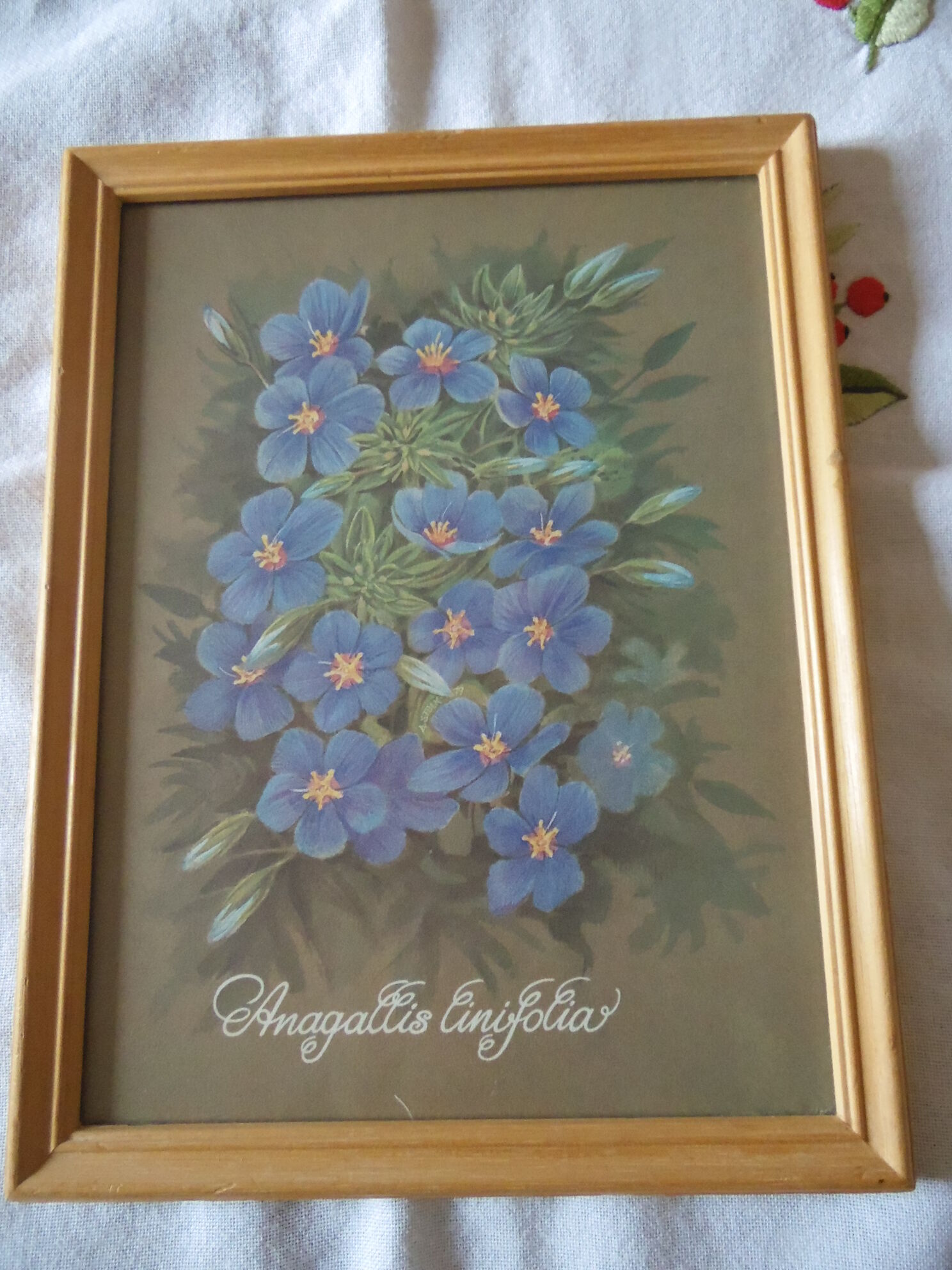 Lot 4 botanical frames 70