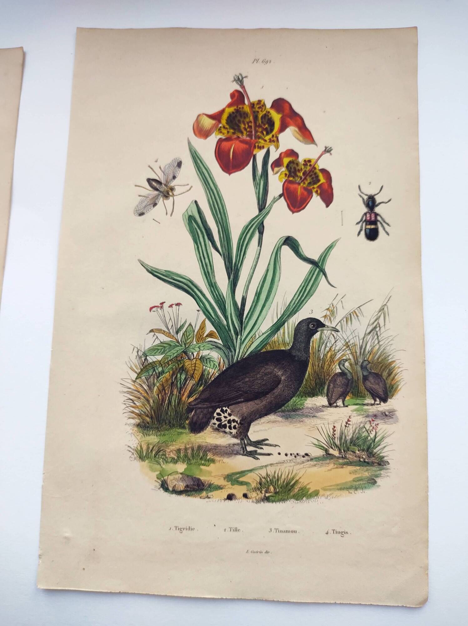 Old engraving from 1838 - Orchid and Tinamou - Zoological and botanical hand-colored plate