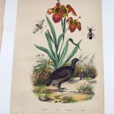Gravure ancienne de 1838 -Orchidée et Tinamou- Planche coloriée à la main zoologique et botanique