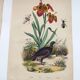Old engraving from 1838 - Orchid and Tinamou - Zoological and botanical hand-colored plate